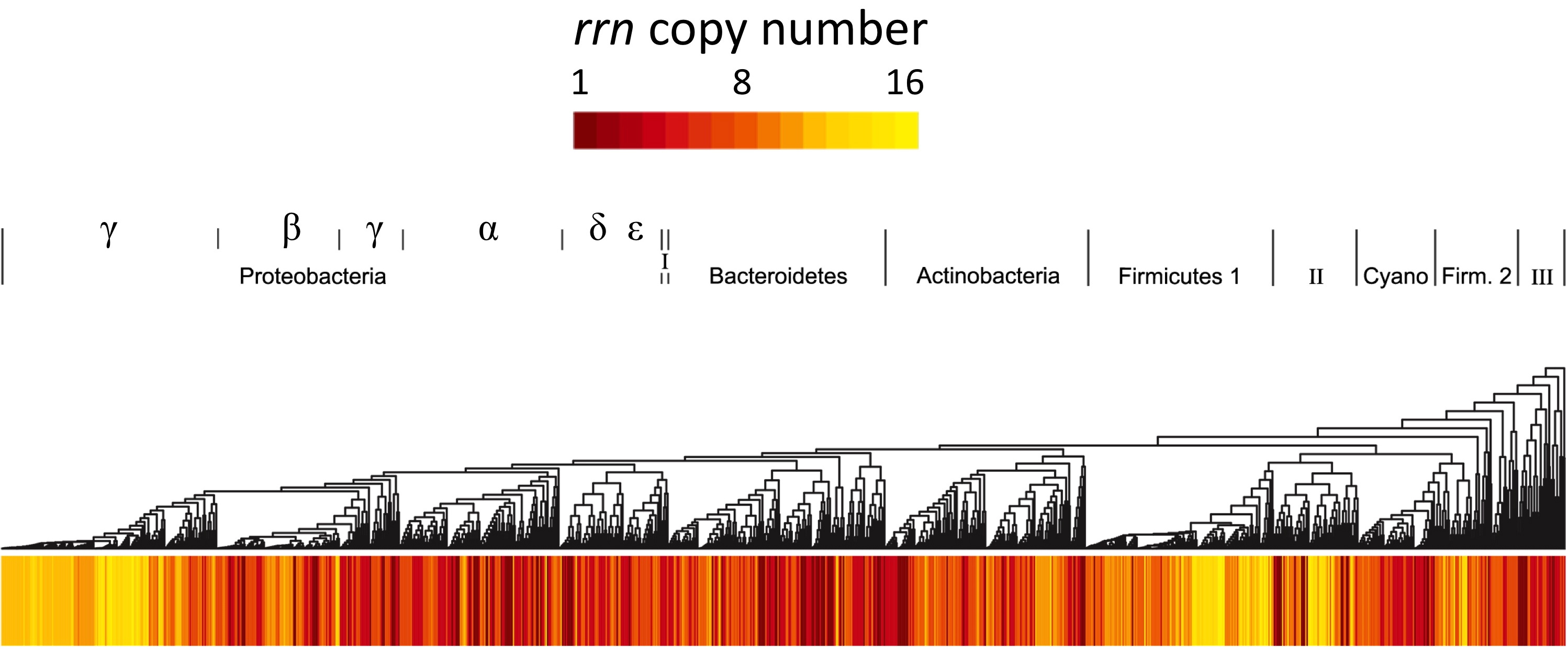Phylogenetic distribution of rrn copy number among bacteria.